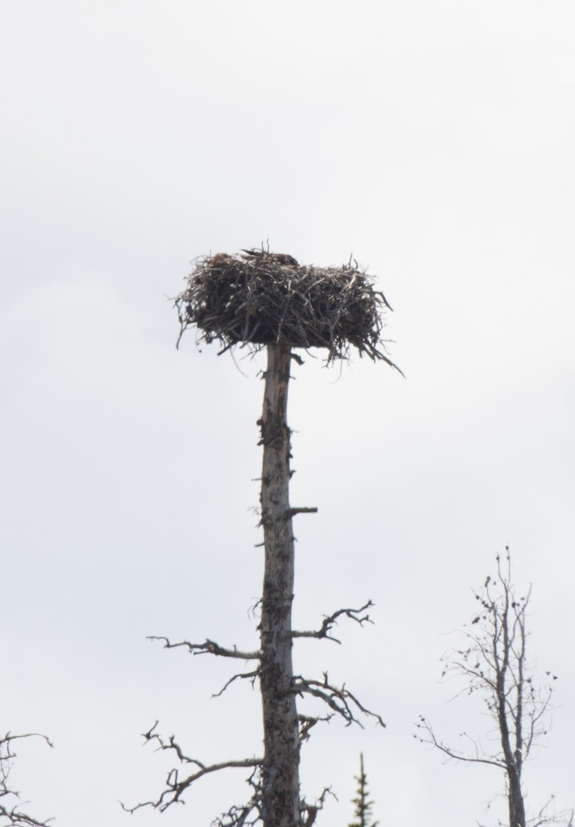 ミサゴ（carolinensis） - ML588049841