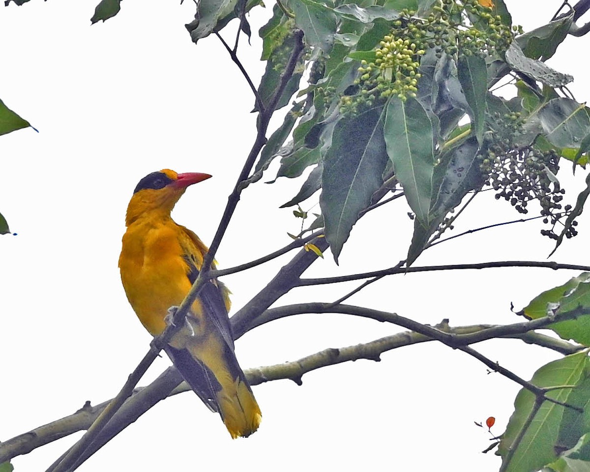 Black-naped Oriole (Philippine) - Tini & Jacob Wijpkema