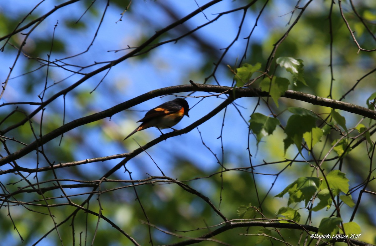 American Redstart - ML58805041