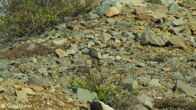 Merlin - ML588050411