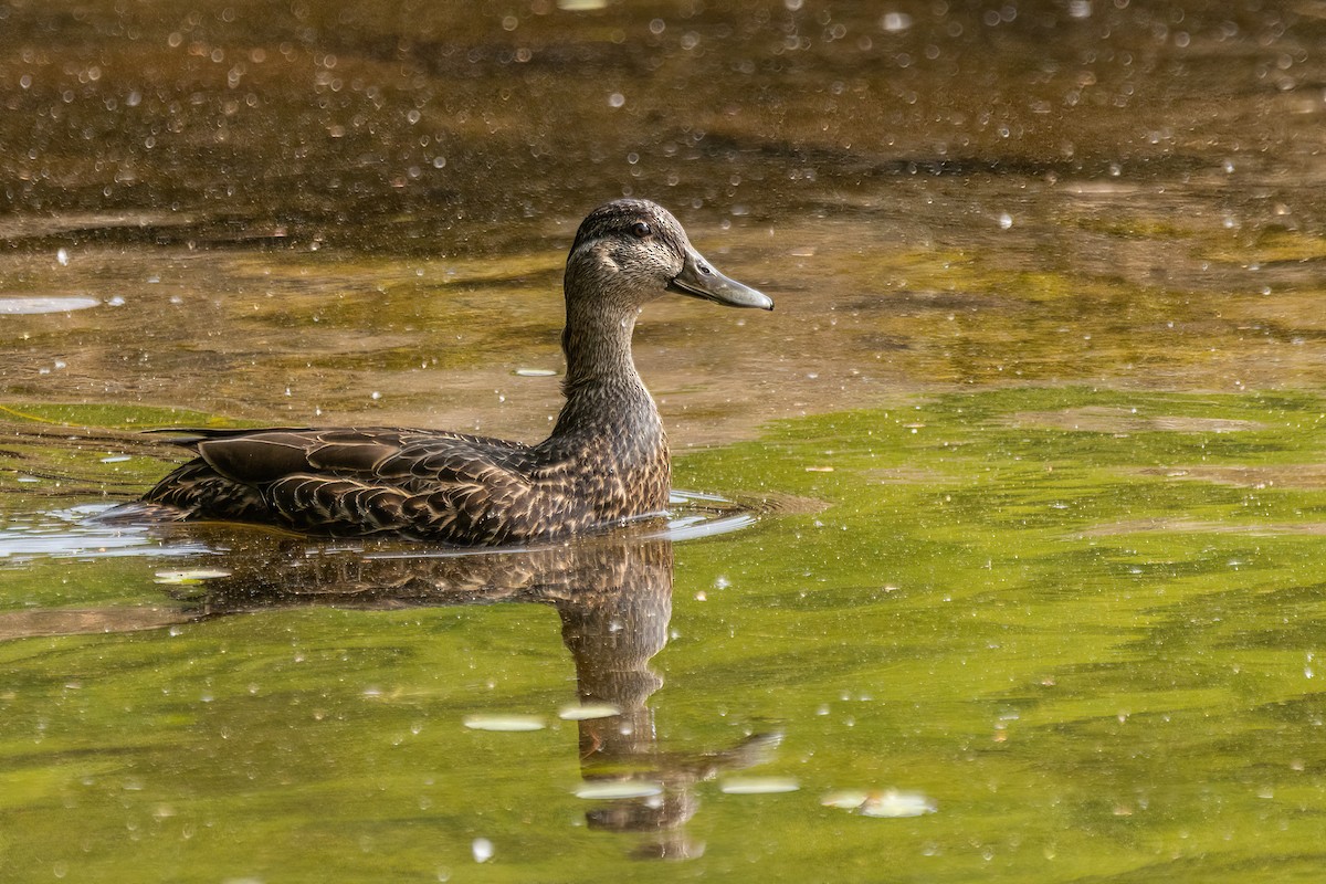 American Black Duck - Marc Boisvert