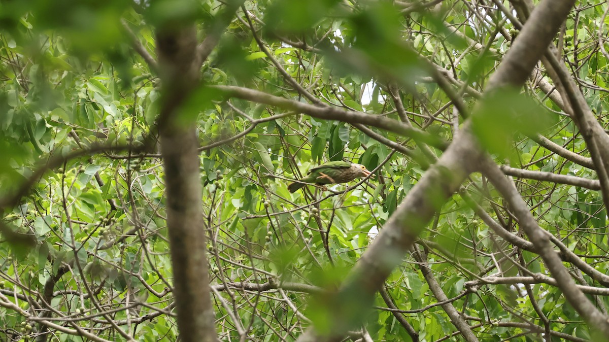 Brown-headed Barbet - ML588052141