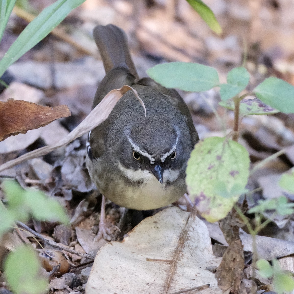 White-browed Scrubwren - ML588052711