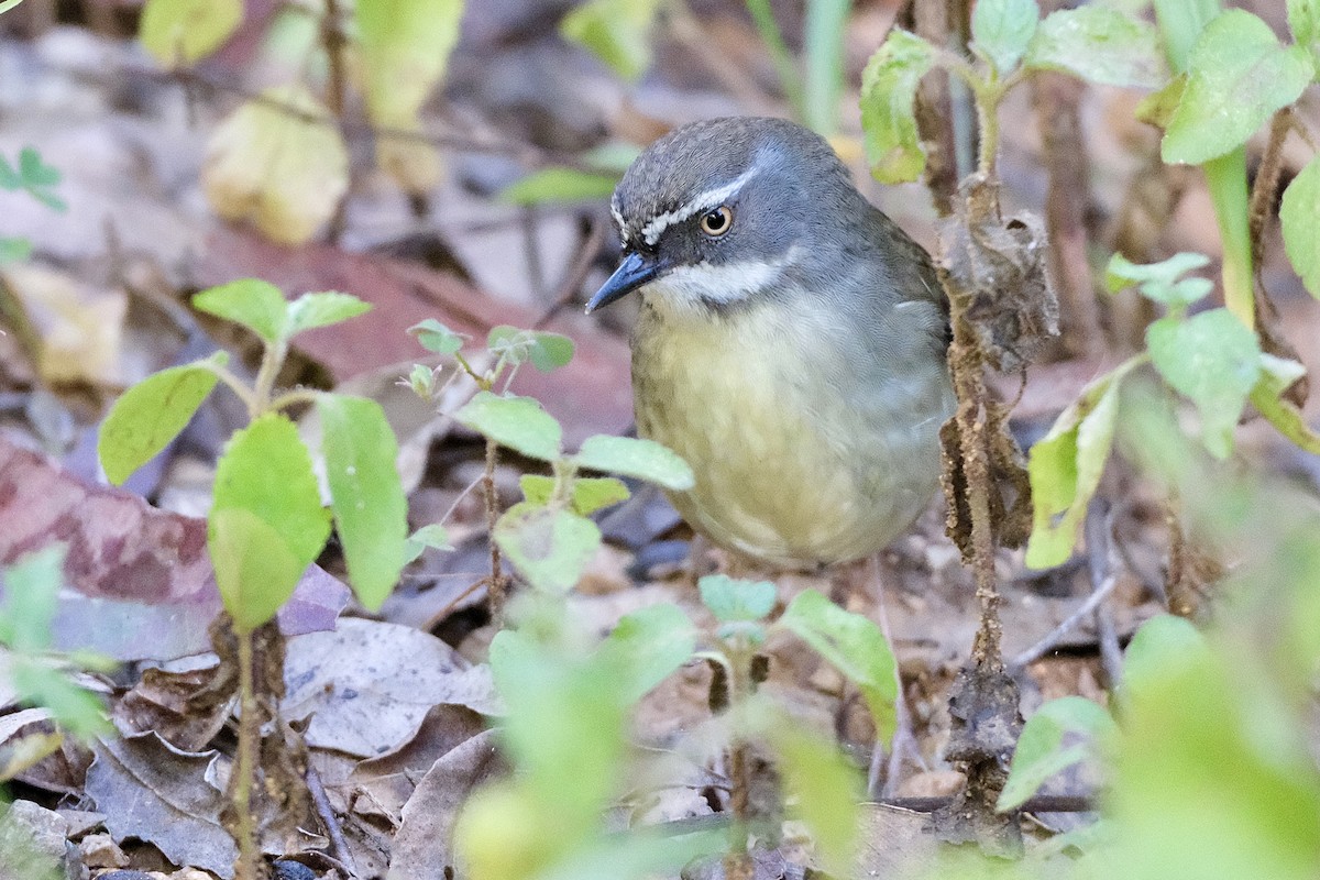 White-browed Scrubwren - ML588052721