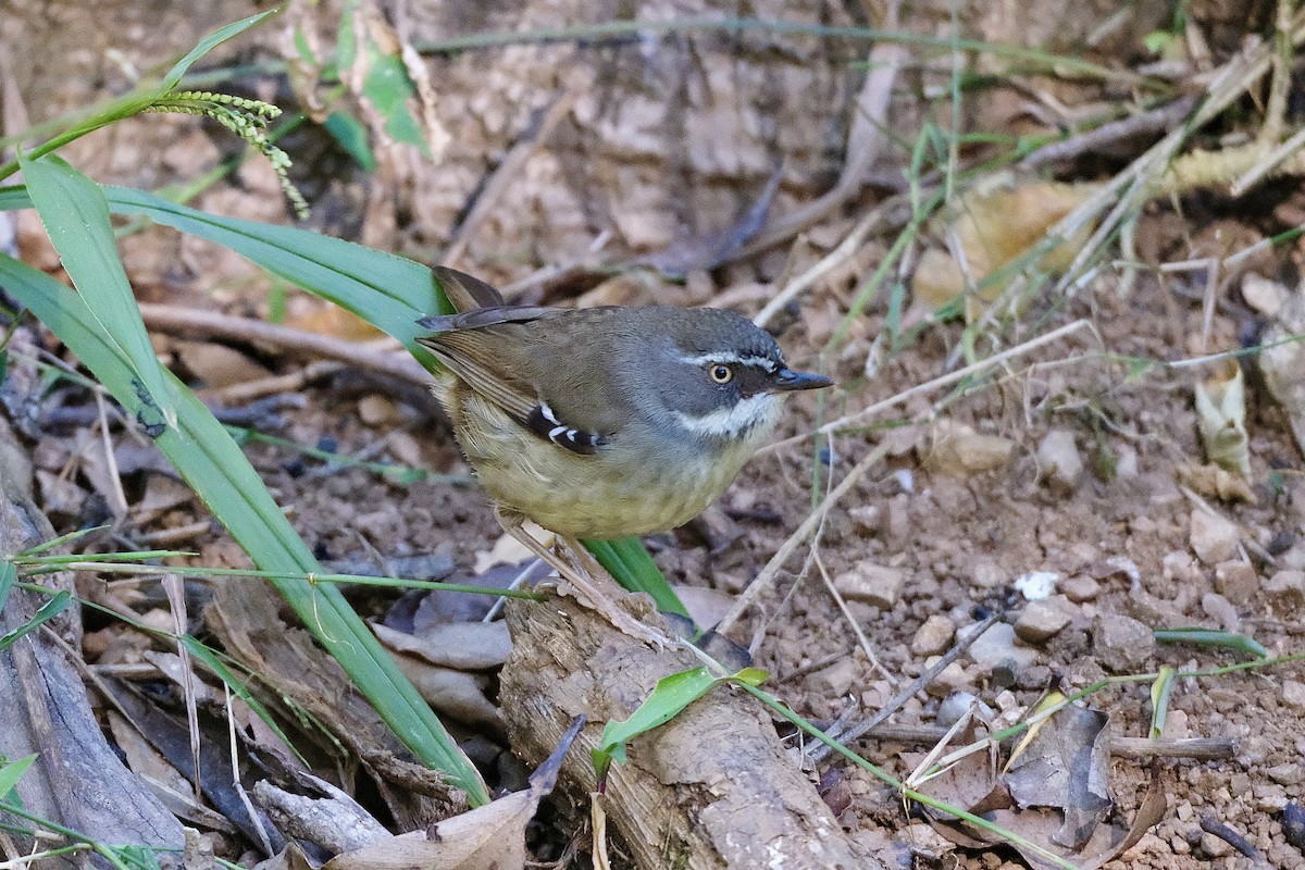 White-browed Scrubwren - ML588052731