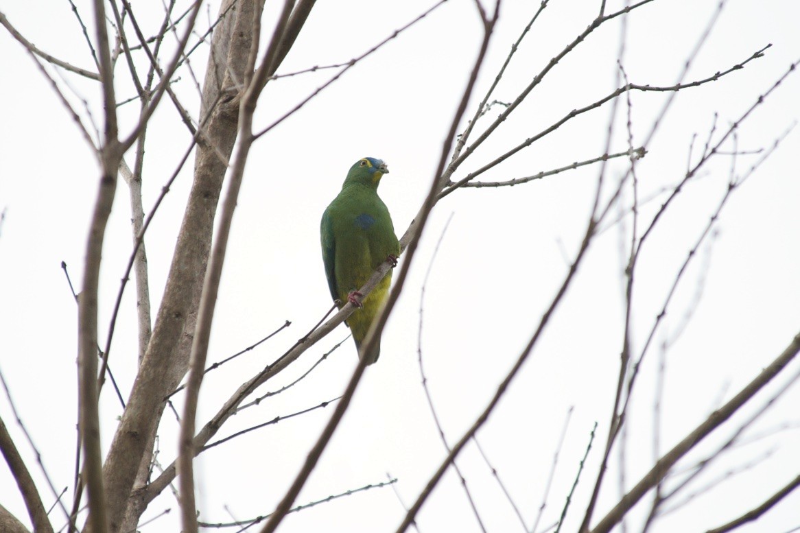 Blue-capped Fruit-Dove - ML58805361