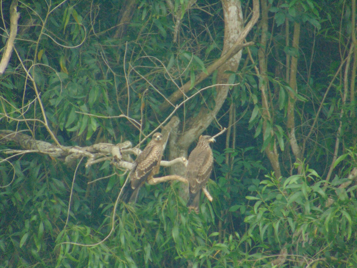 黑鳶 - ML588054221