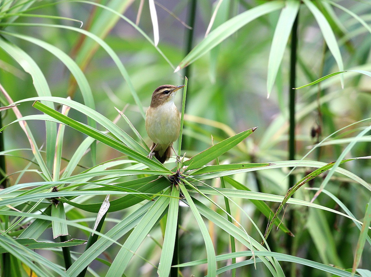 Black-browed Reed Warbler - Edward Smith