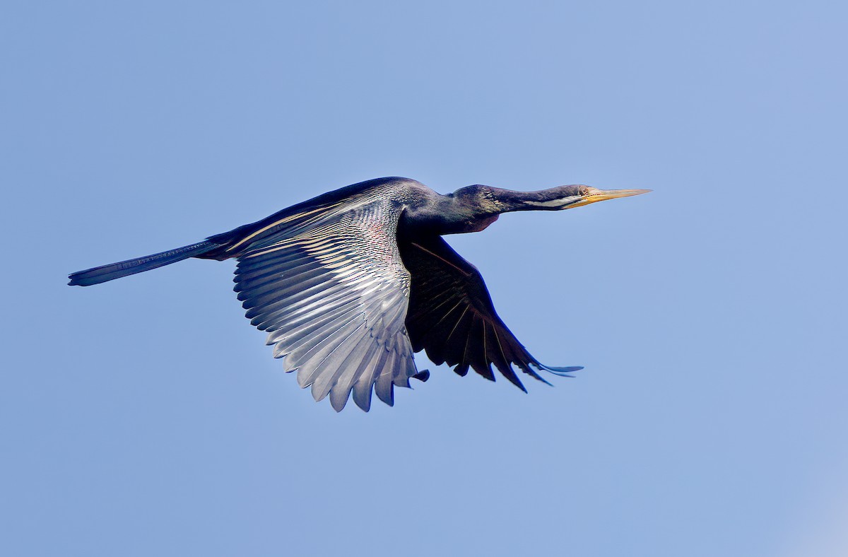 anhinga australská - ML588055631