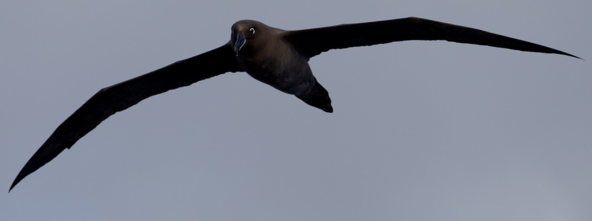 Sooty Albatross - ML588055791