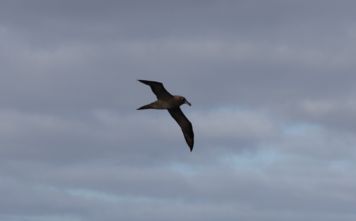 Sooty Albatross - ML588055811