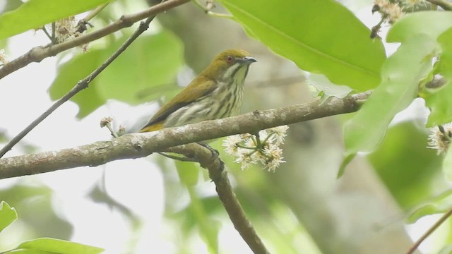 Yellow-vented Flowerpecker - ML588056421