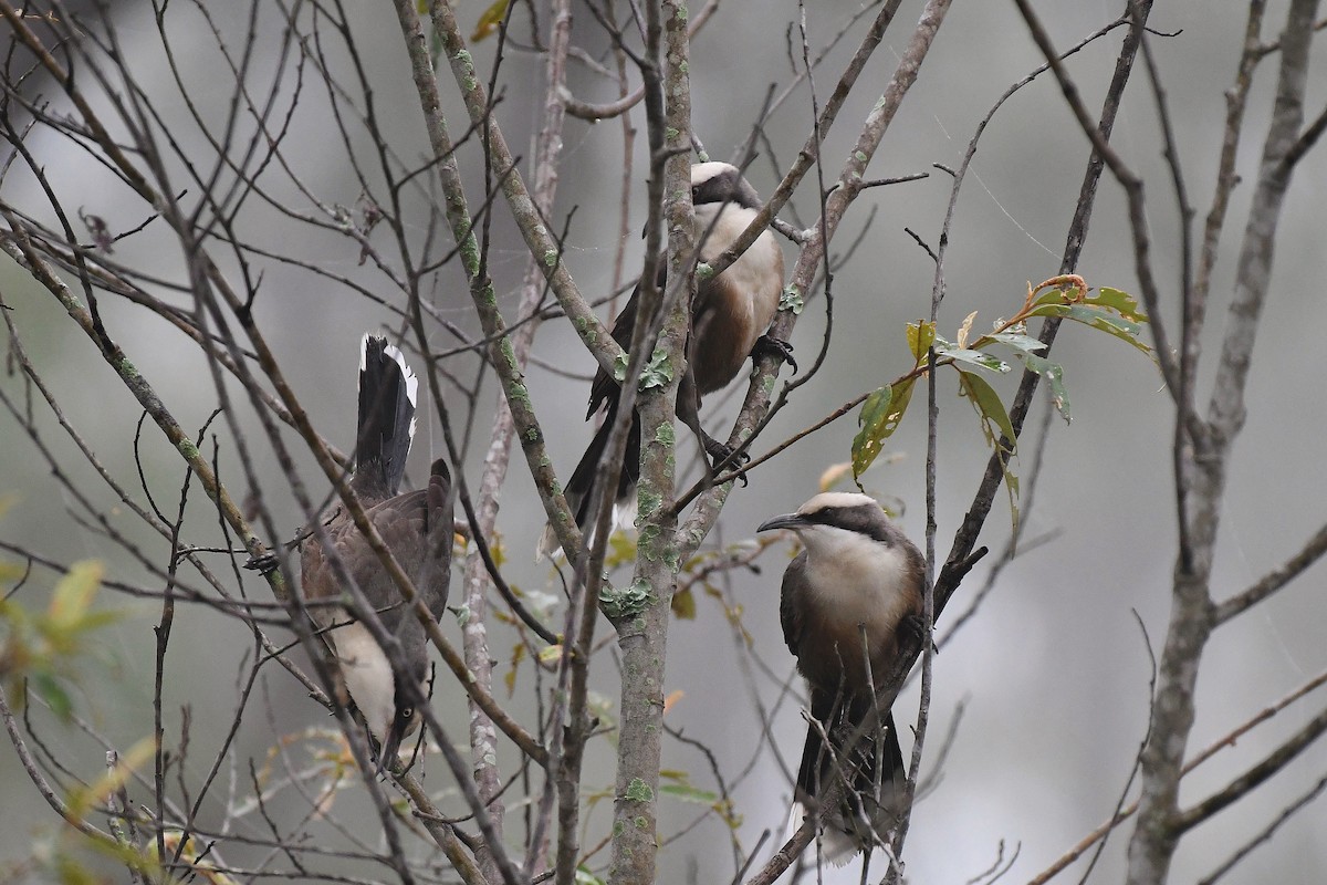 Gray-crowned Babbler - ML58805671