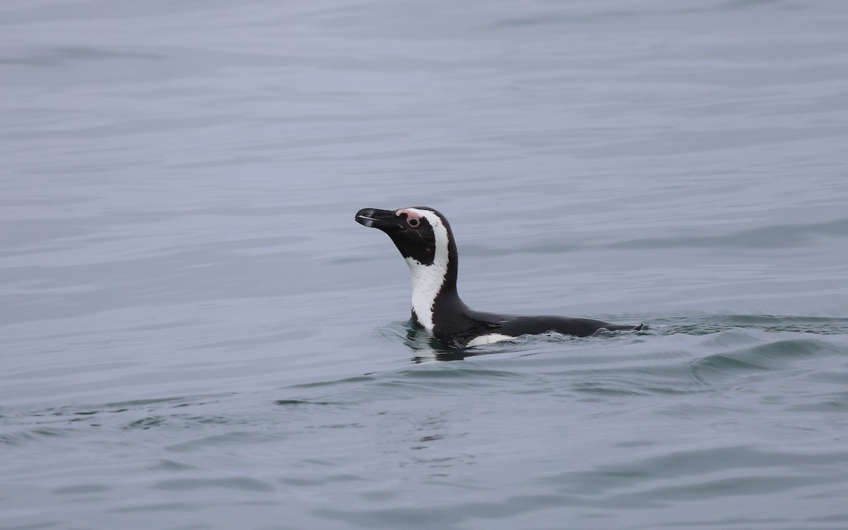 Pingüino de El Cabo - ML588057051