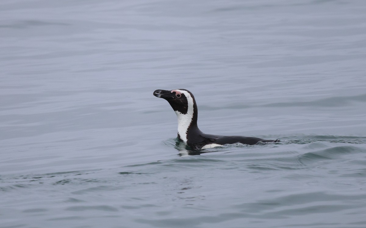 African Penguin - ML588057051