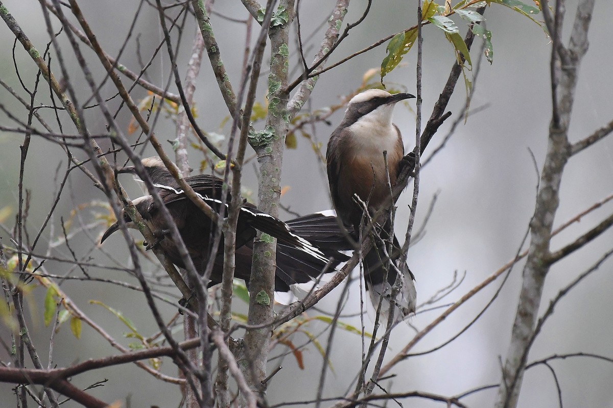 Gray-crowned Babbler - ML58805711