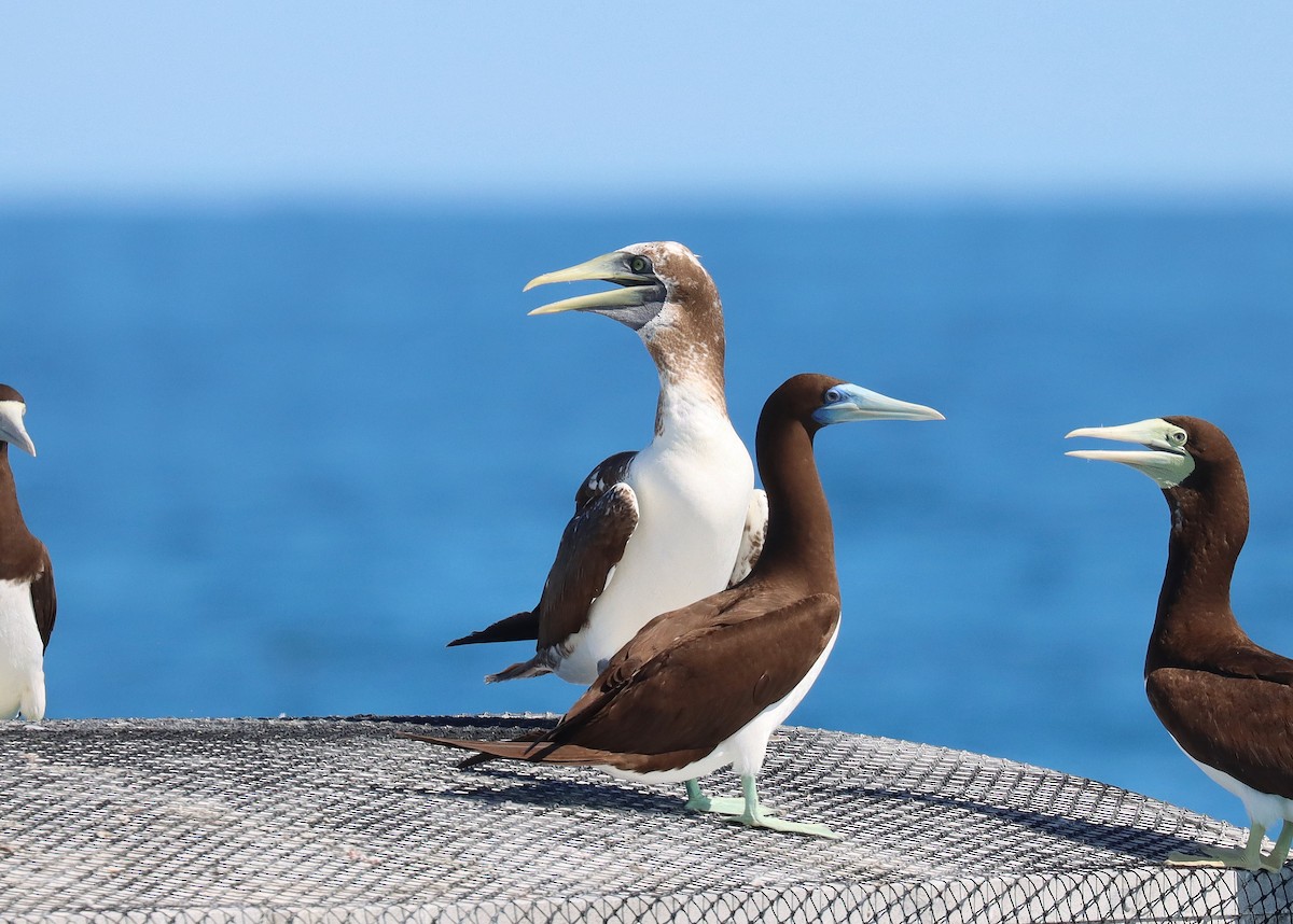 Masked Booby - Wayne Paes