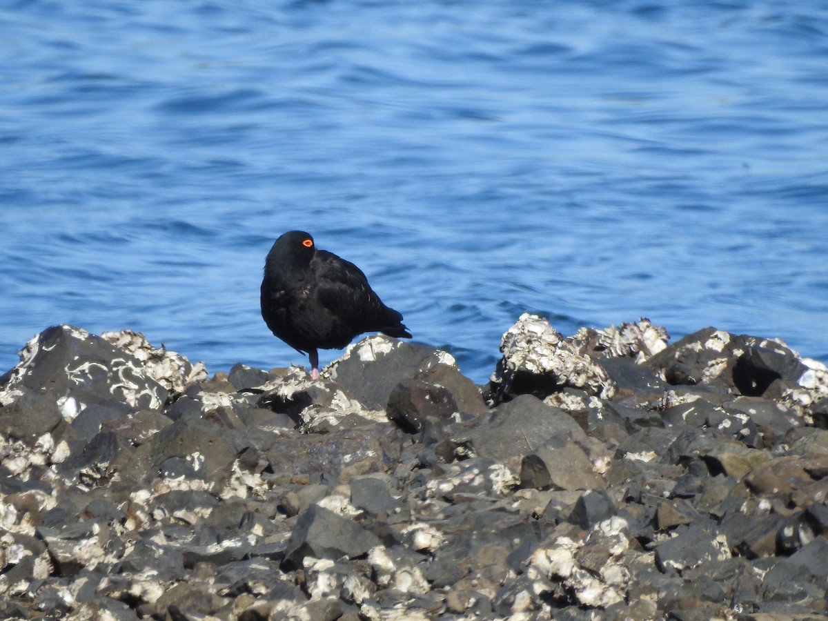 Sooty Oystercatcher - ML588057801