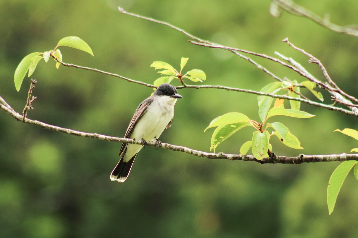 Eastern Kingbird - Barbara Leydecker