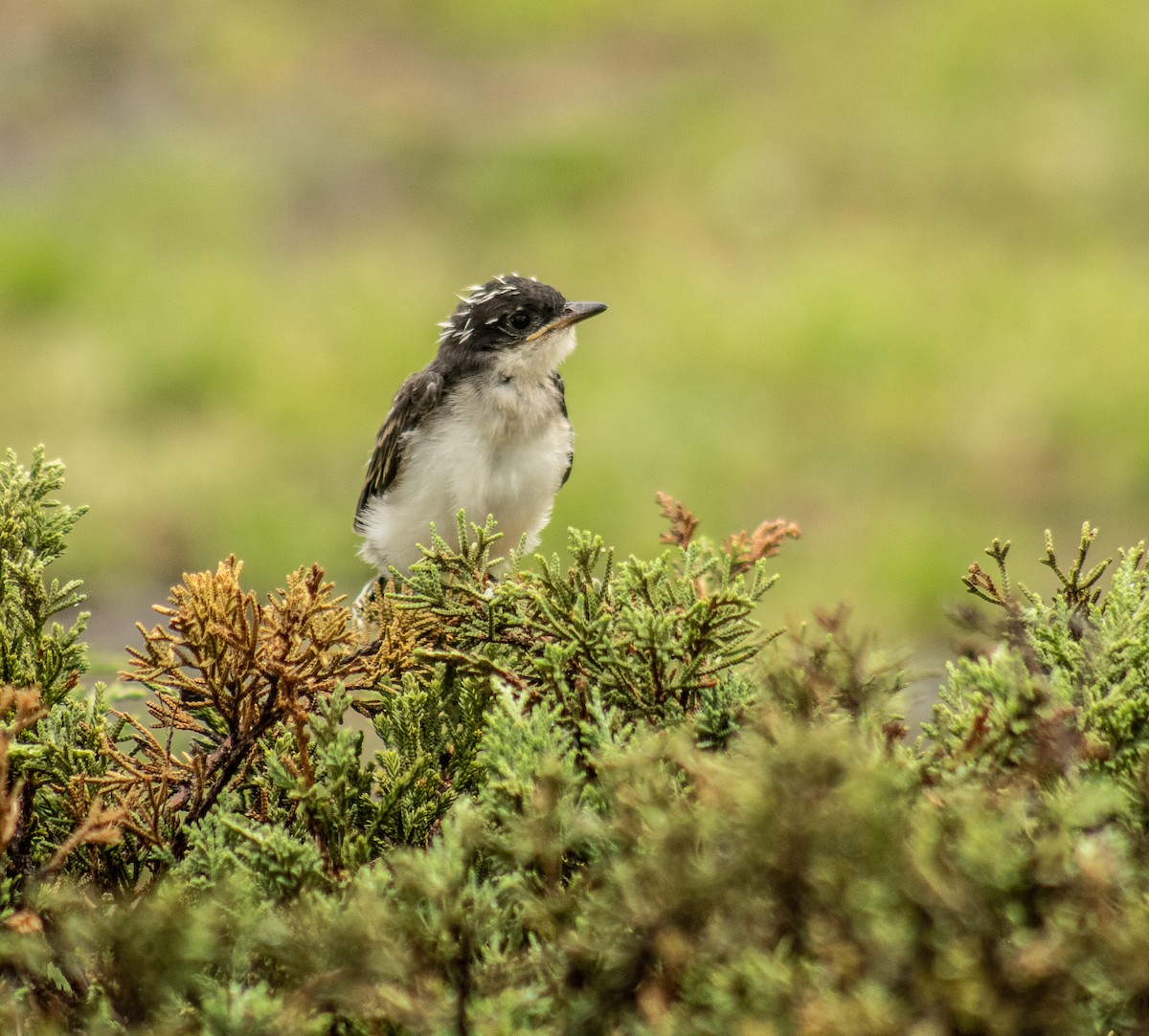 Eastern Kingbird - ML588058491