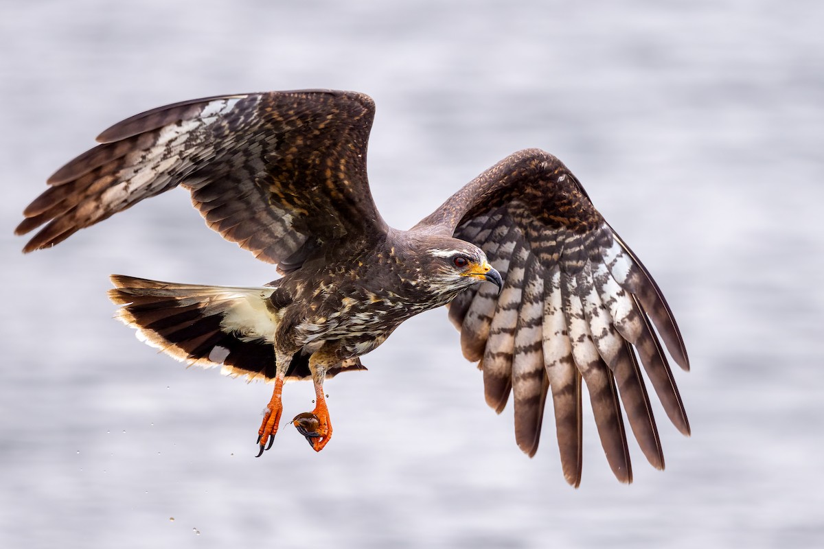 Snail Kite - ML588059761