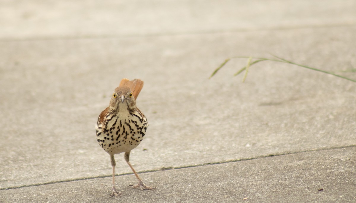 Brown Thrasher - ML588059821