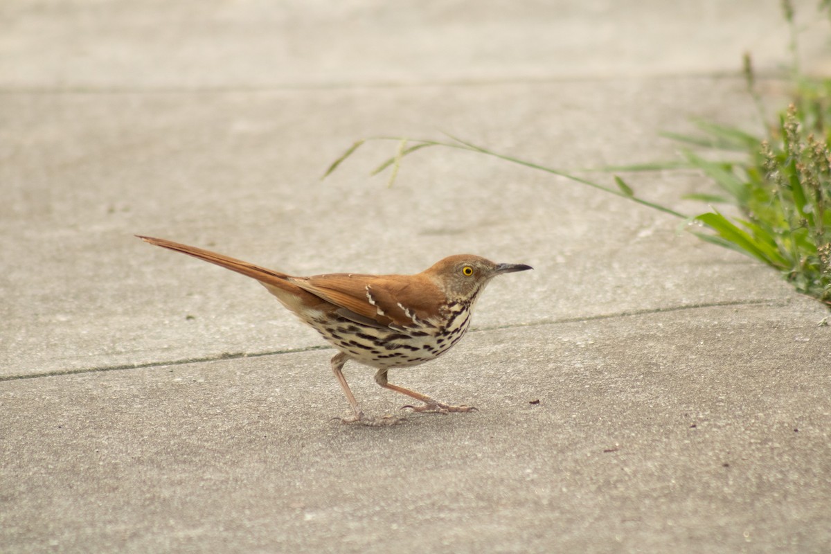 Brown Thrasher - ML588059831