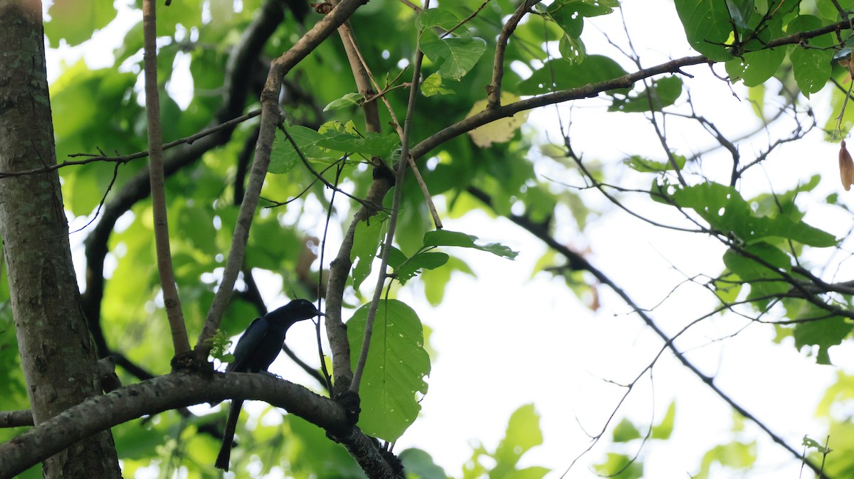 Square-tailed Drongo-Cuckoo - ML588060141