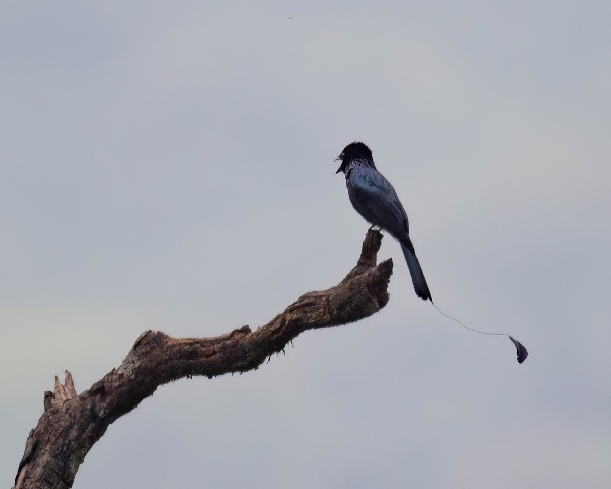 Lesser Racket-tailed Drongo - jimmy Yao