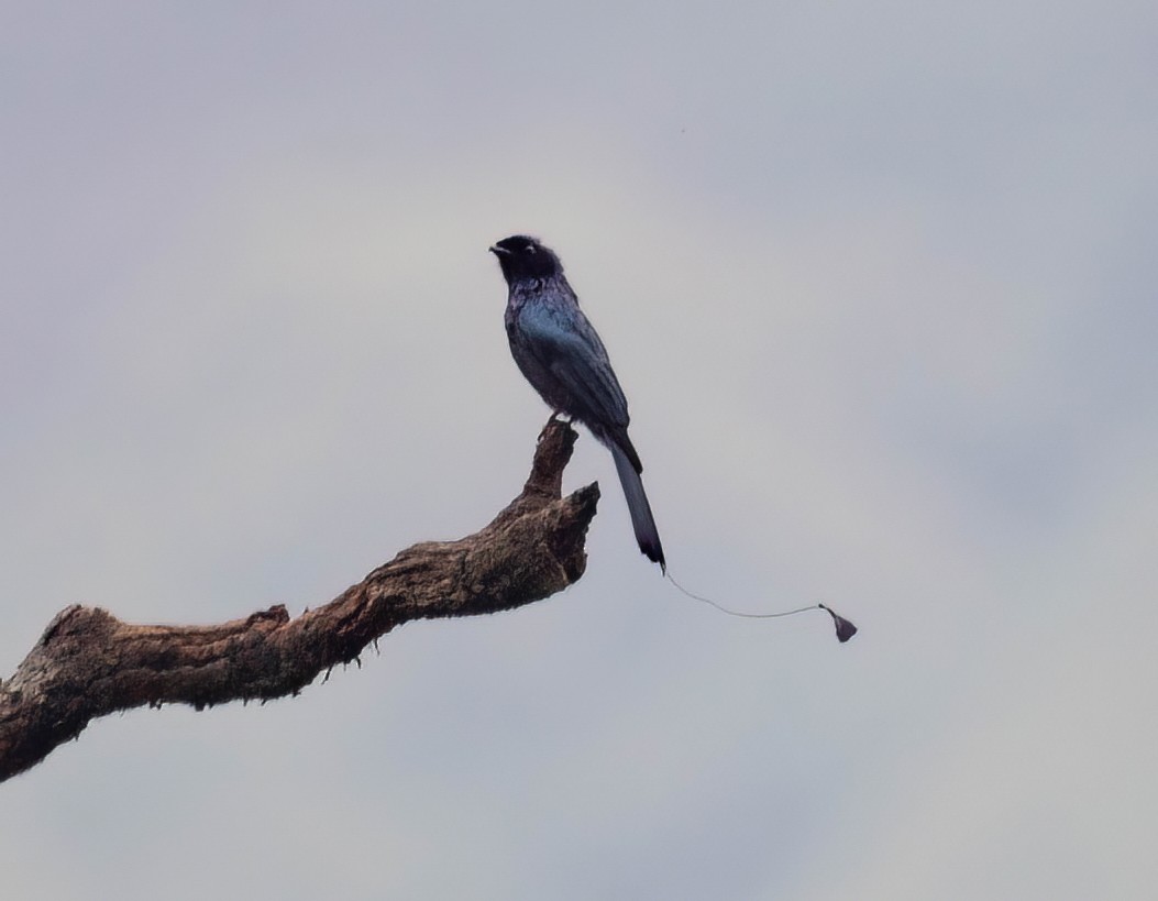 Drongo de Raquetas Chico - ML588060491