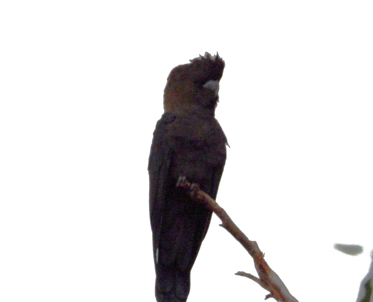 kakadu hnědohlavý - ML588060621