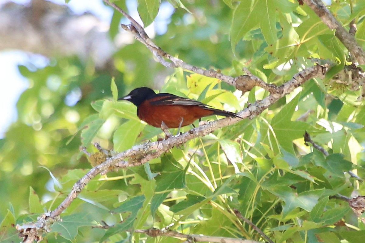 Oriole des vergers - ML588062211