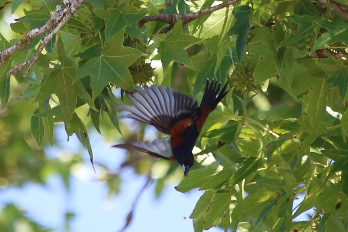 Oriole des vergers - ML588062221