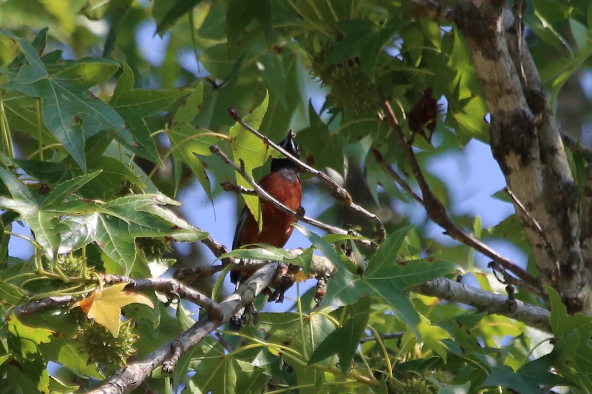 Oriole des vergers - ML588062331
