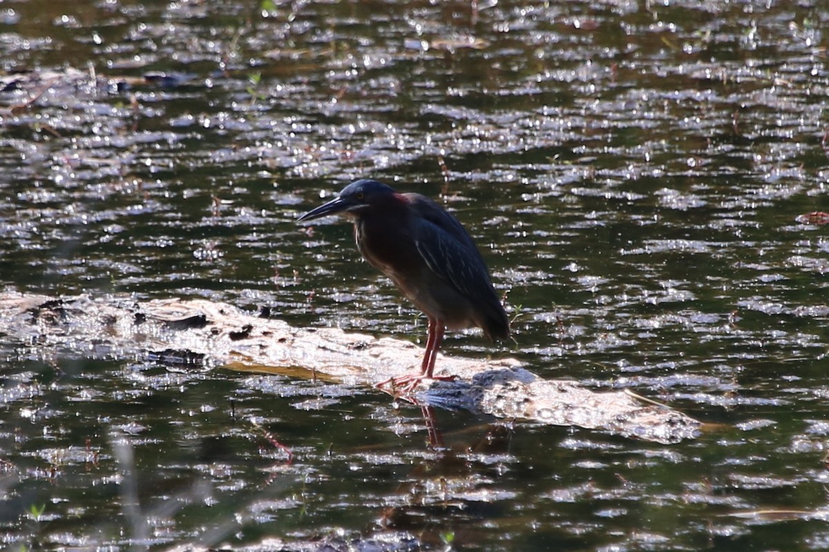 Koartzatxo berdea - ML588063181
