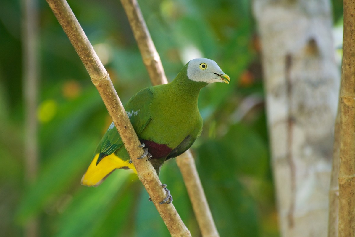 Gray-headed Fruit-Dove - John C. Mittermeier