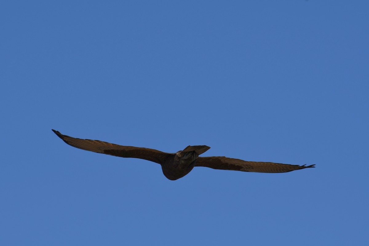 Brown Falcon - ML58806461