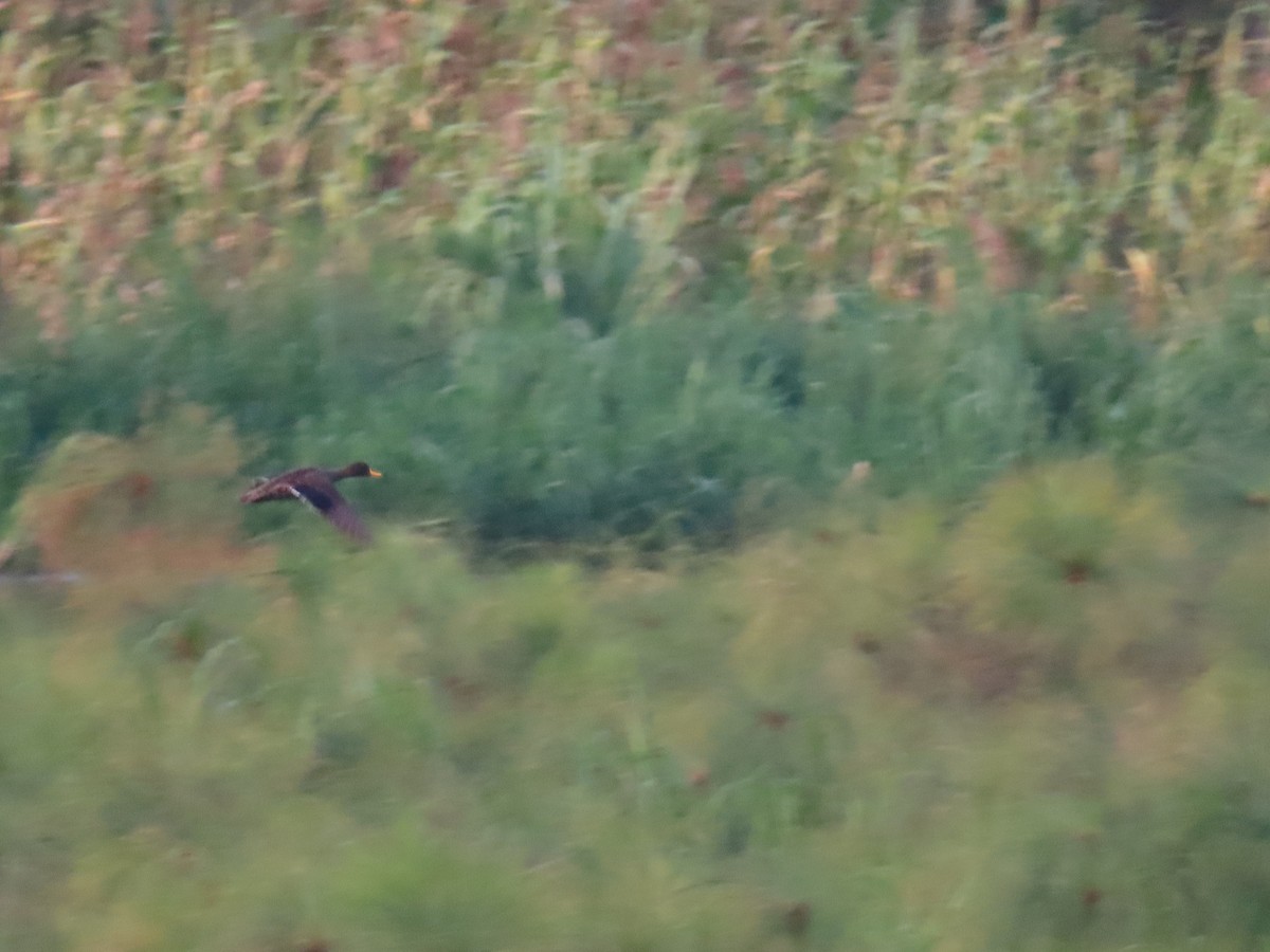 Yellow-billed Duck - ML588065471