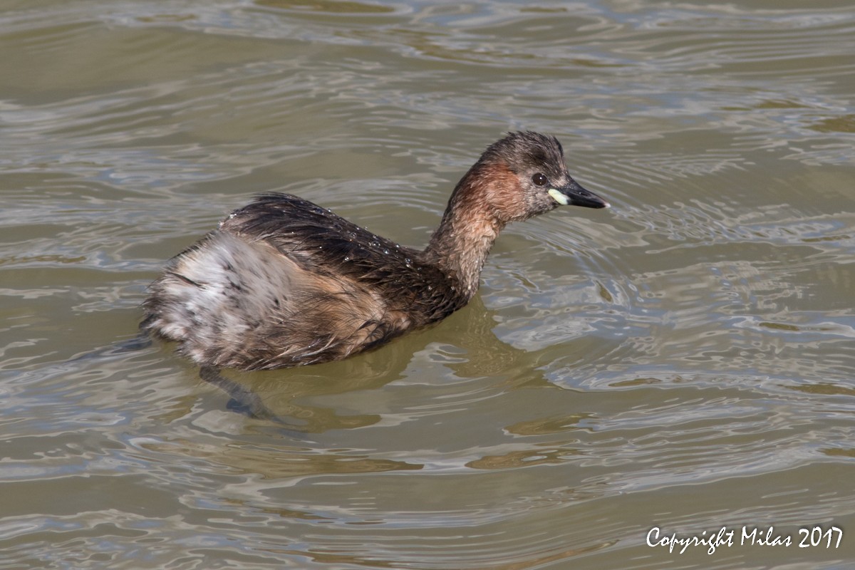 Little Grebe - ML58806711