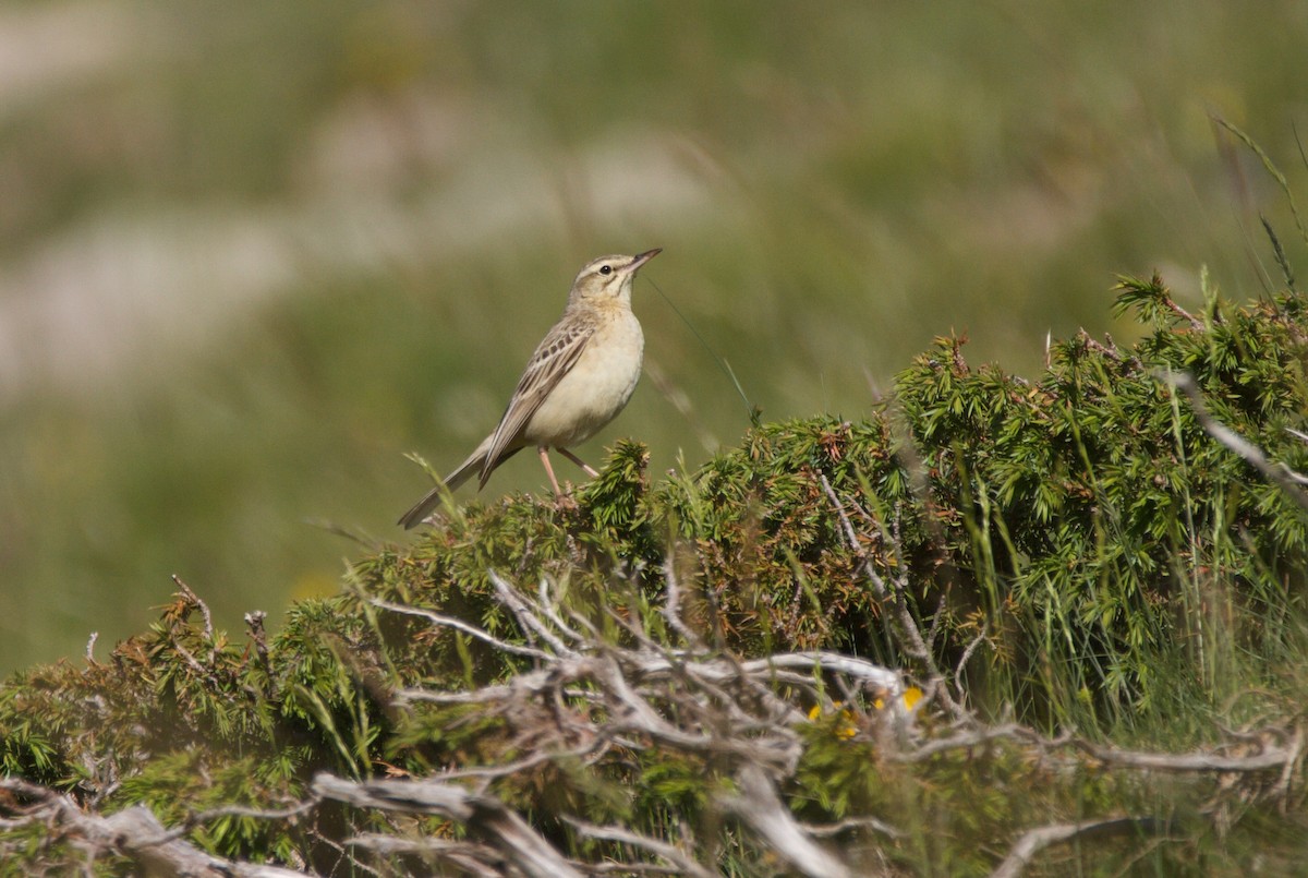 Tawny Pipit - ML588067151