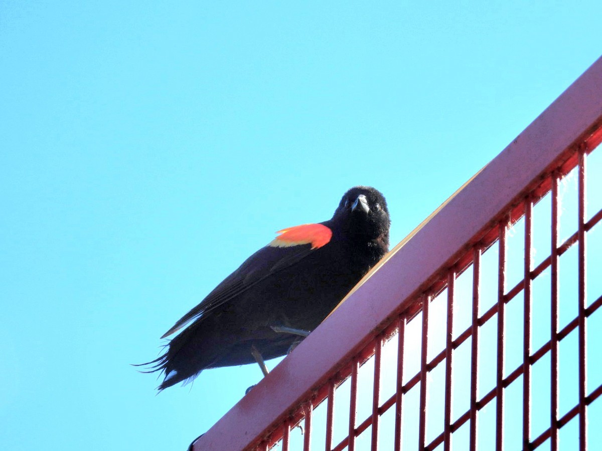 Red-winged Blackbird - ML588067401
