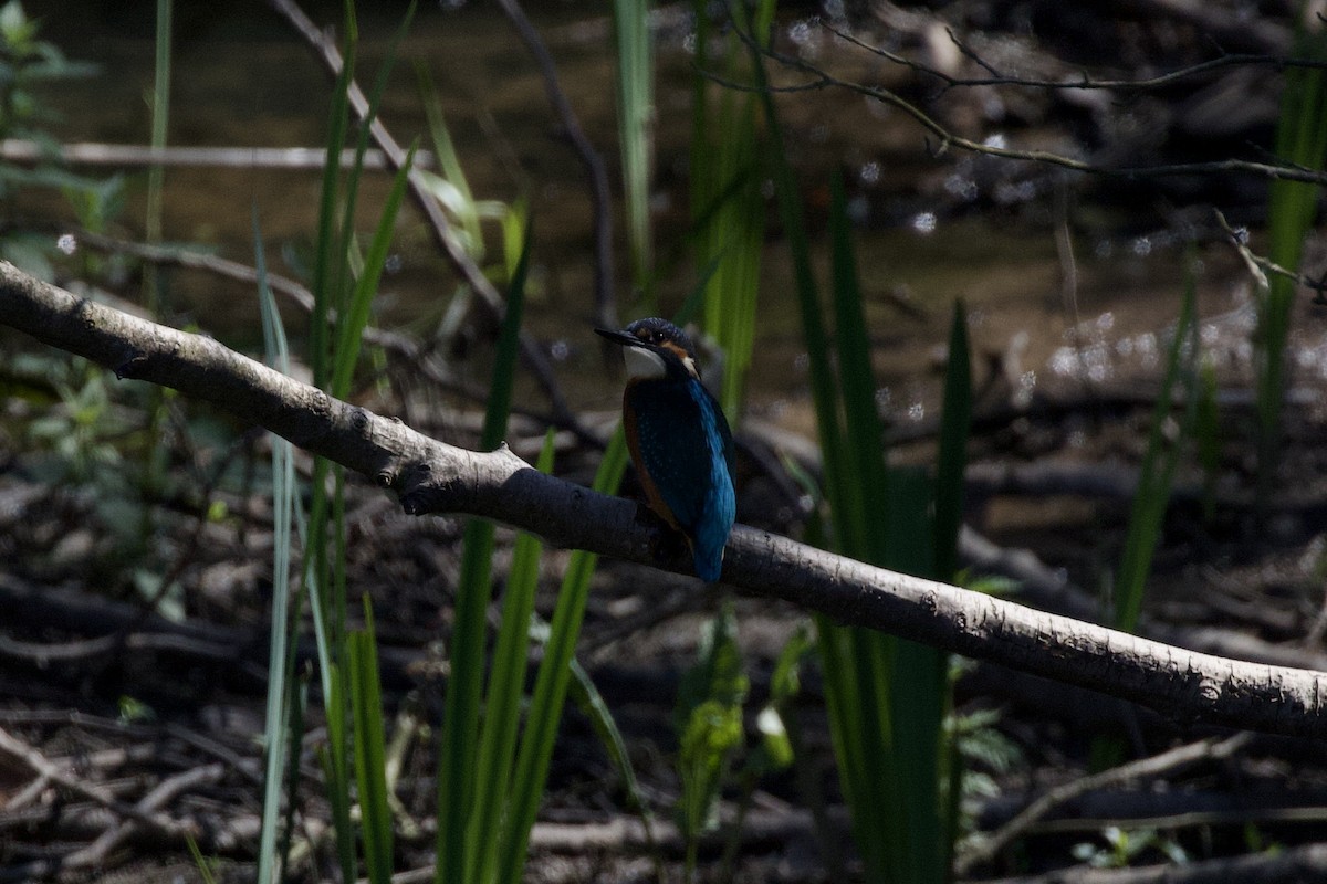 Common Kingfisher - ML588068341