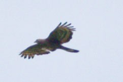 Oriental Honey-buzzard - ML588068721