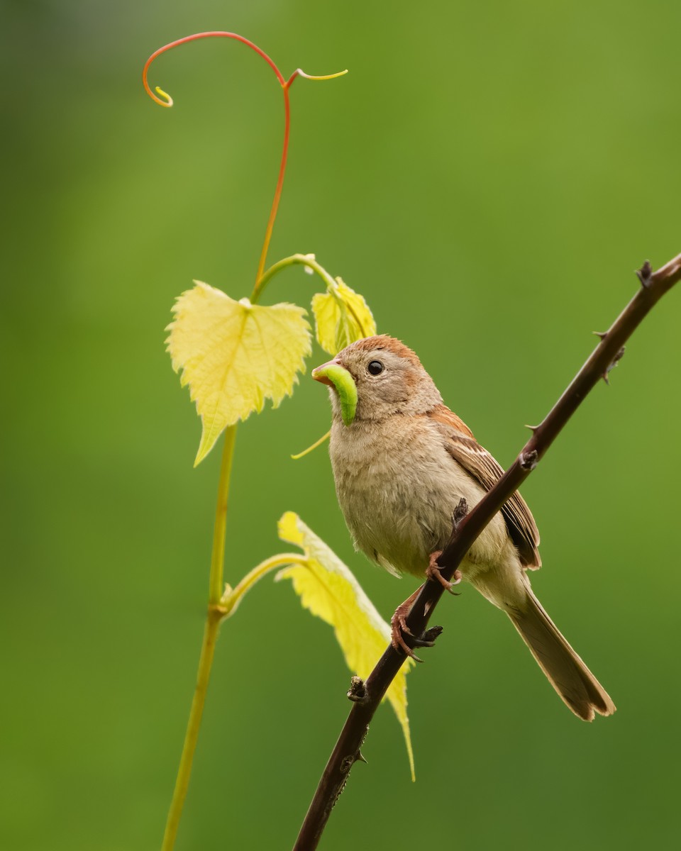 Field Sparrow - ML588069091