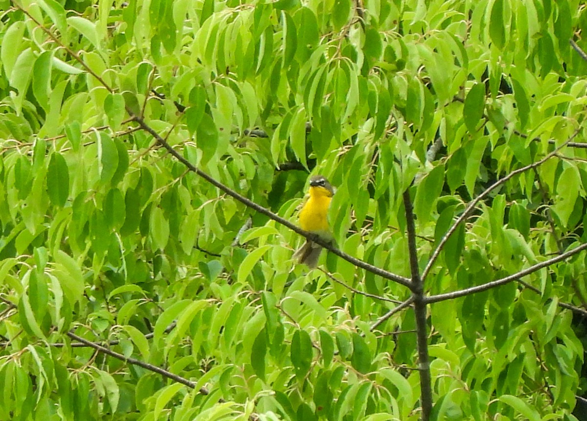 Yellow-breasted Chat - ML588069191