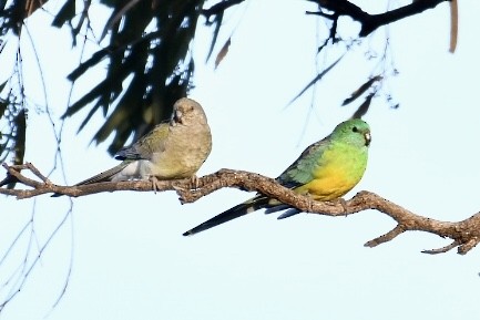 Red-rumped Parrot - ML588069371