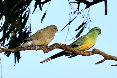 Red-rumped Parrot - ML588069381