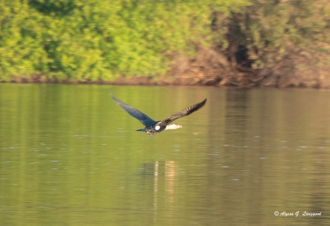 Great Cormorant - ML588070031