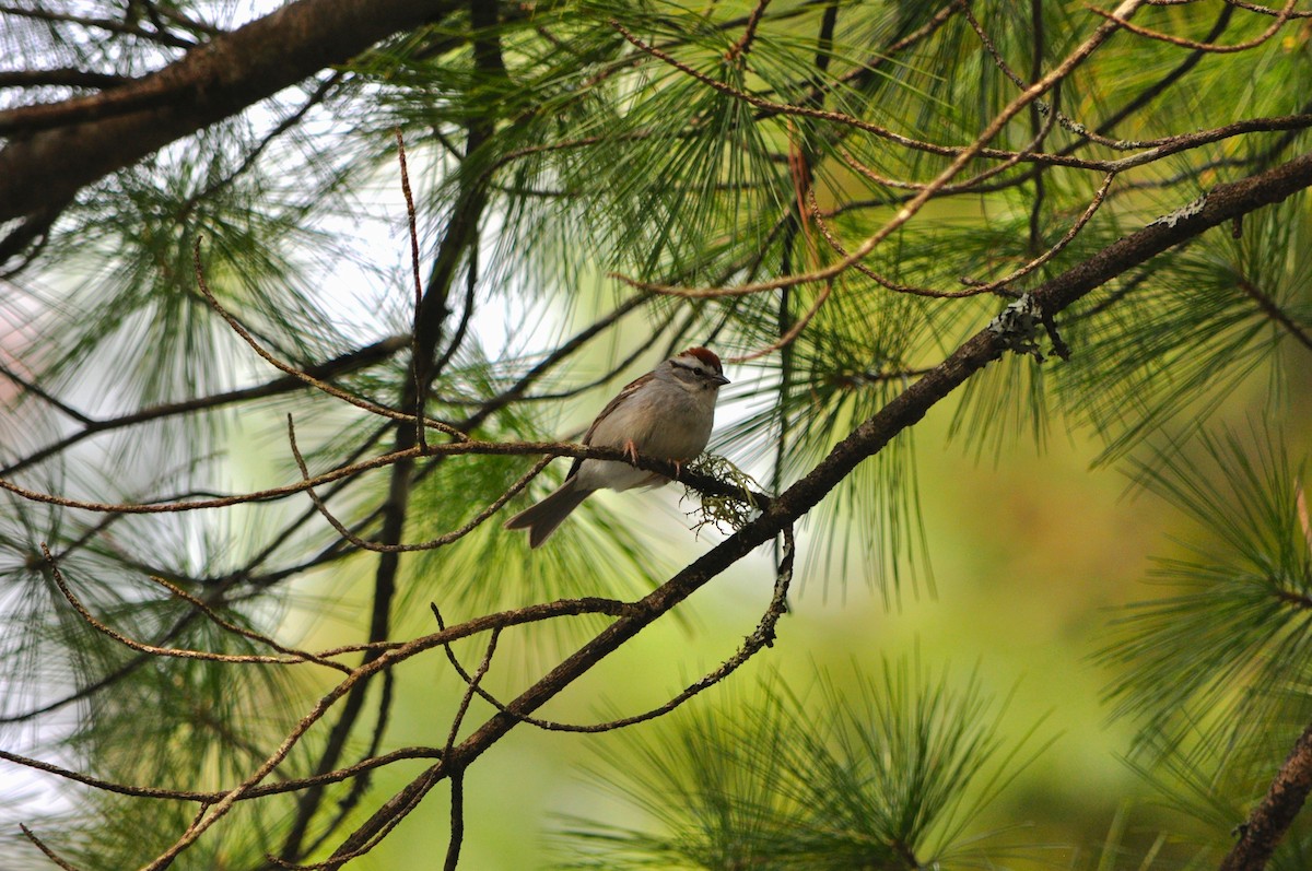 Chipping Sparrow - ML58807041
