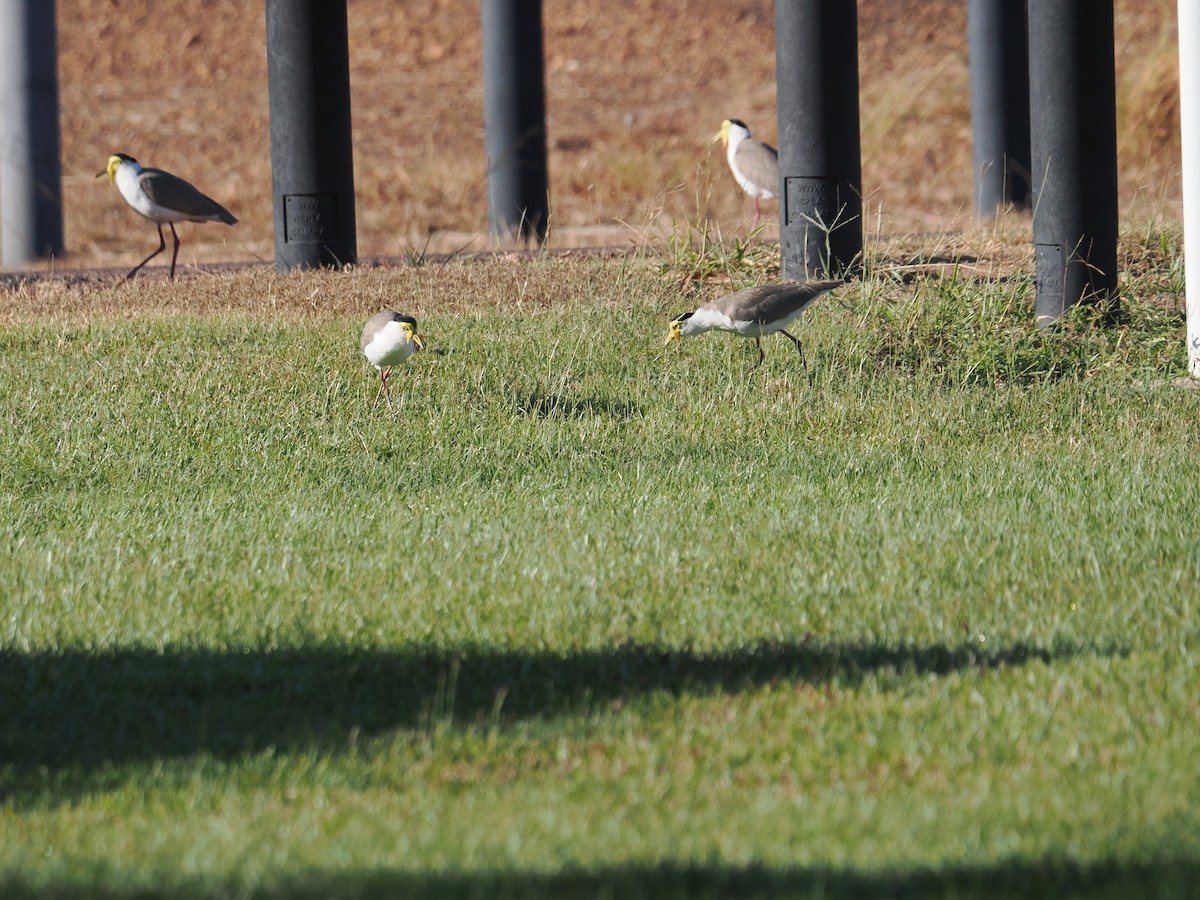 Masked Lapwing - ML588070451